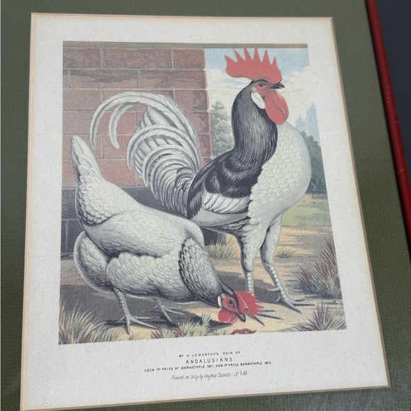 Vintage Pair of Roosters Hens Prints Dorkings Grafiche Tassotti Farmhouse - Picture 6 of 9